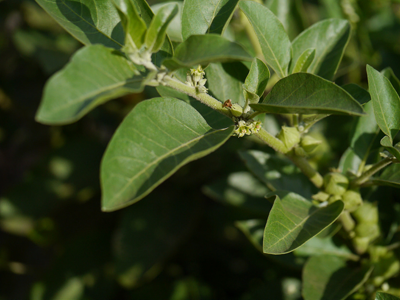 ||Herb Science
