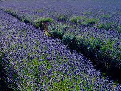 DoTerra|DoTerra||
