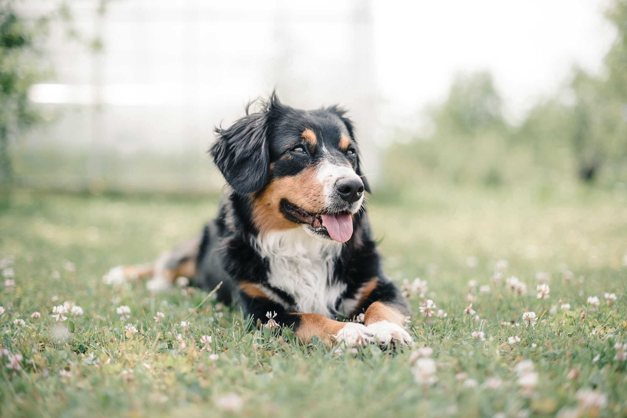 Animal Communication|Photo by Alicja Koczaska on Unsplash|||||