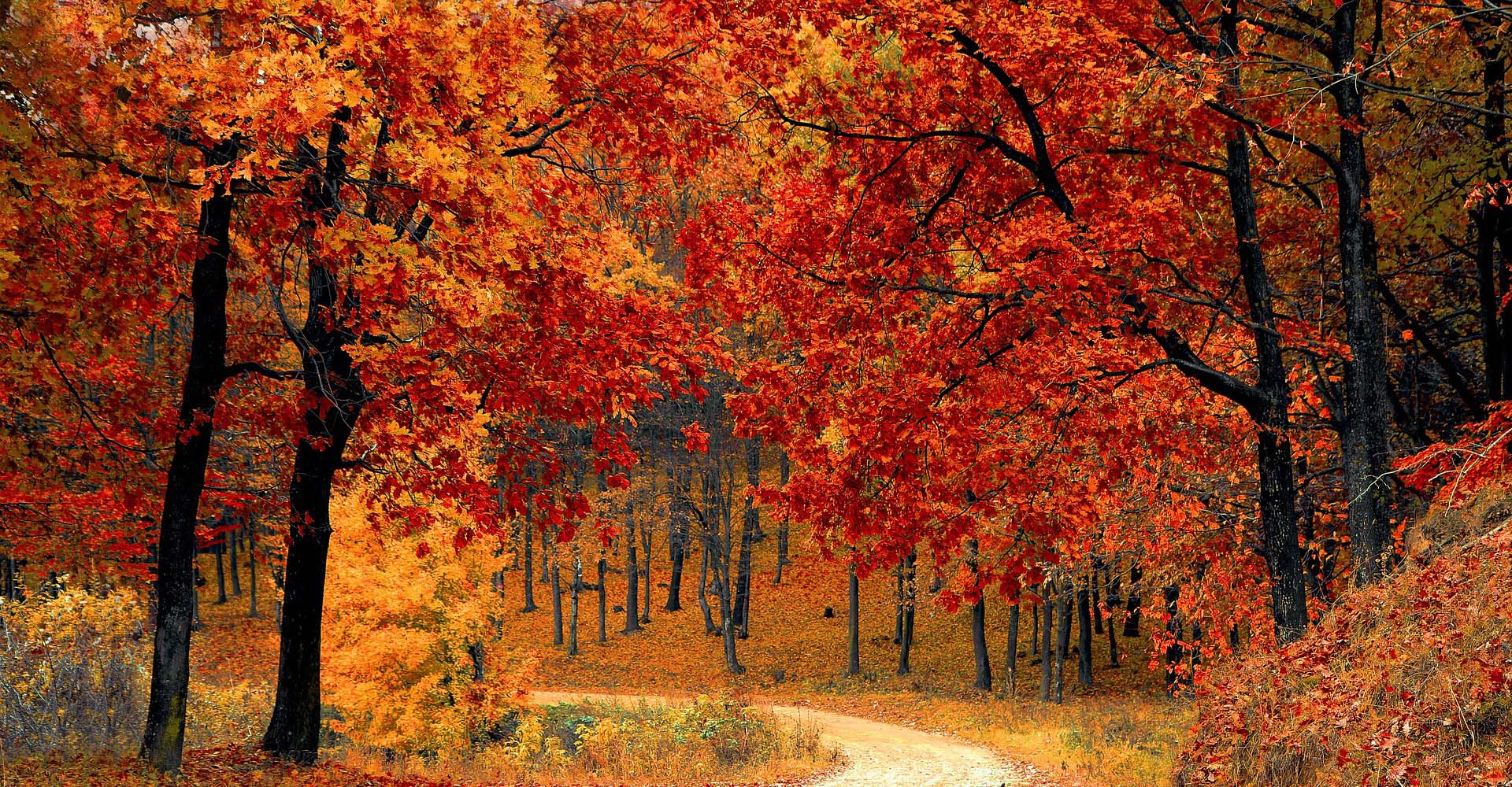 |Samhain||samhain header