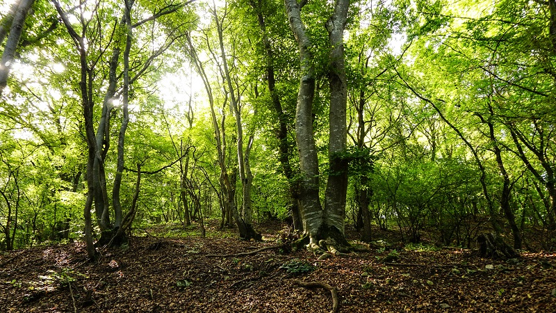 Forest Bathing