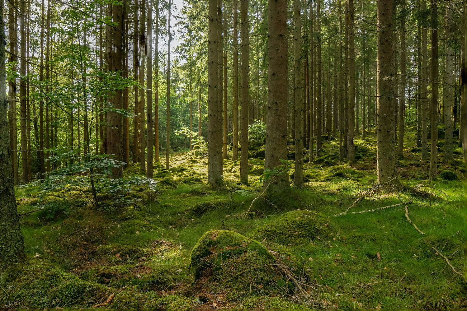 Forest Bathing|Forest Bathing|Forest Bathing|Nature Indoors|Nature Indoors|||Forest Bathing|Forest Bathing