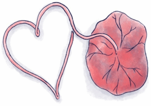 The Amazing Placenta