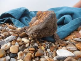 Animal Reiki